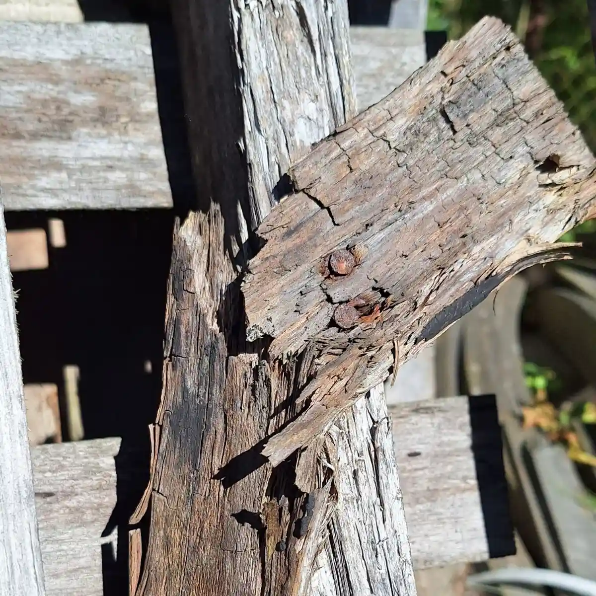 Bois attaqué par la pourriture brune - fissures caractéristiques en forme de cube
