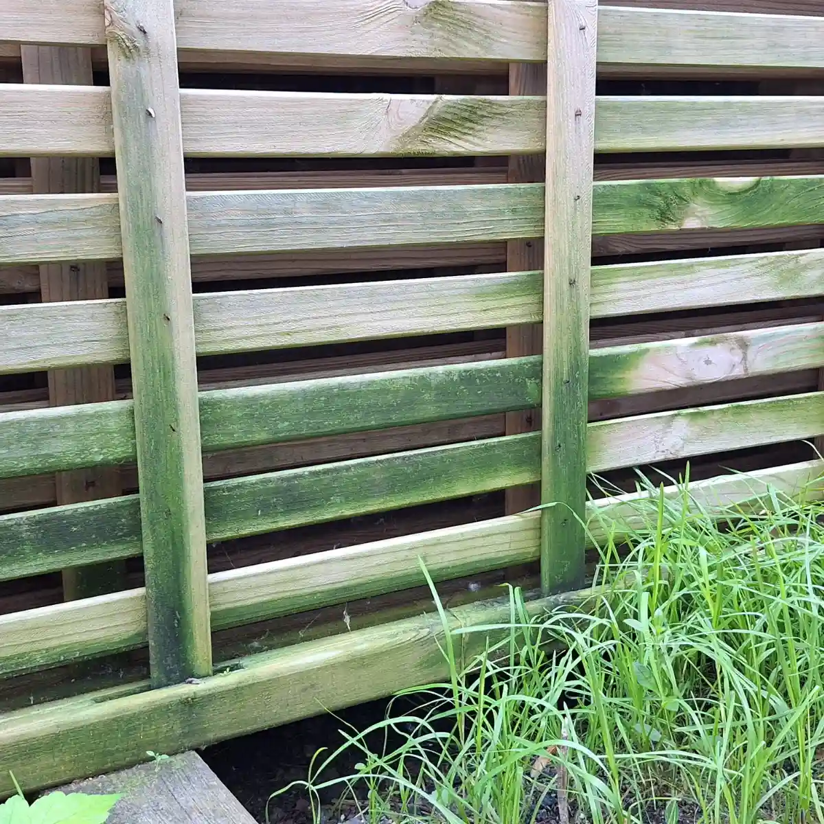 Clôture en bois couverte de taches vertes d'algues, un problème courant en extérieur