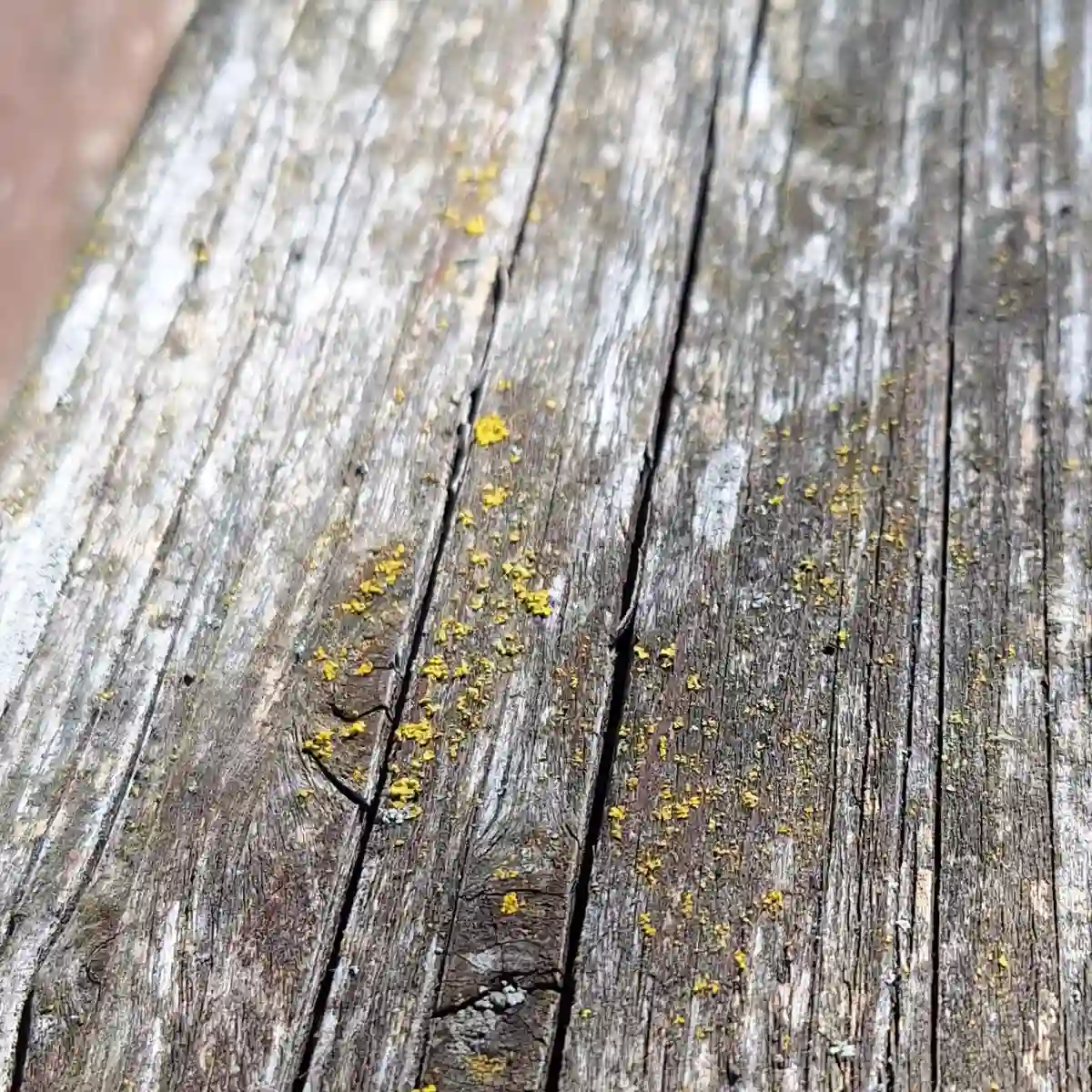 Lichens (Lichenes) sur une surface en bois de jardin