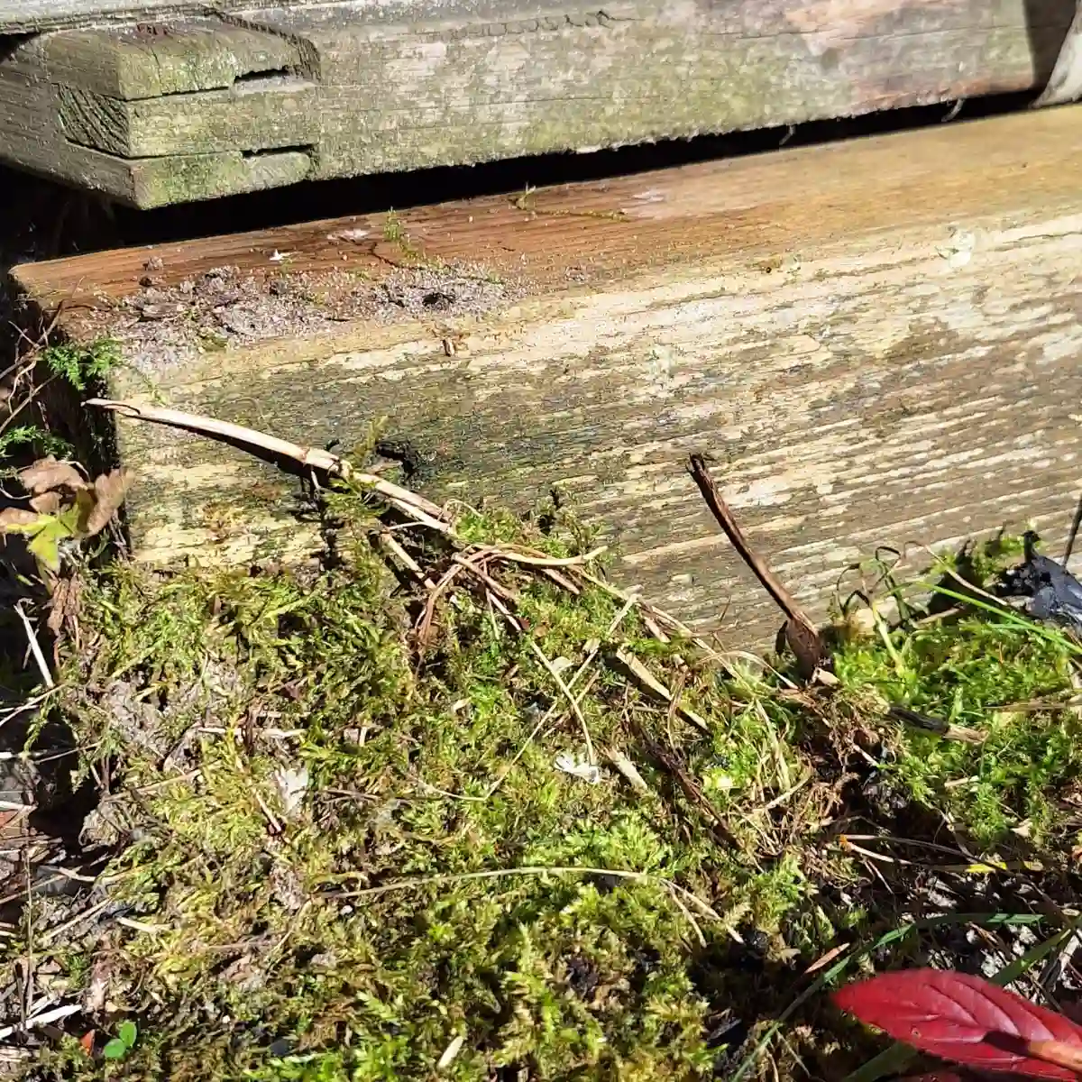 Mousse verte (Bryophyta) recouvrant une clôture en bois